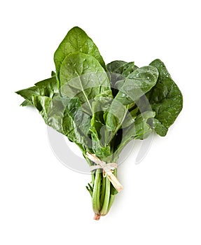 Bundle of fresh spinach on white background - Spinaci - Mazzetto di Spinaci Freschi