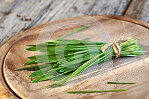 Fresh homegrown green barleygrass - healthy nutritional supplement
