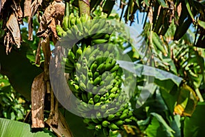 Bundle of green bananas growing on the tree at the tropical forest