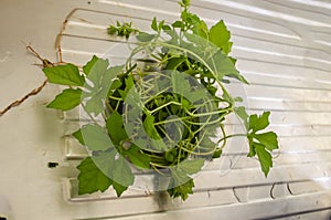 Harvested Serasee Vine