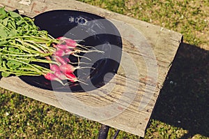 bundle healthy radish in a garden/bundle healthy radish in a black bowl on a bench in a garden. Top view