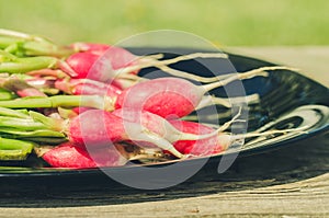 bundle healthy radish in a garden/ bundle healthy radish in a black bowl in a garden, selective focus