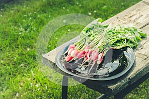 bundle healthy radish in a garden/radish in a black bowl on a bench in a garden