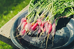 Bundle healthy radish in a garden/radish in a black bowl on a bench in a garden. Top view