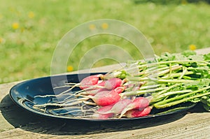 bundle healthy radish in a garden/radish in a black bowl on a wooden white background, selective focus