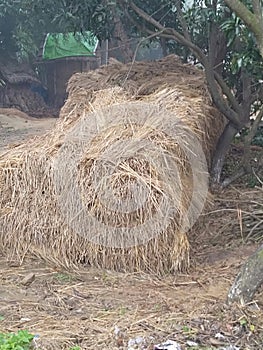 Bundle of Indian Paddy (Dhan ka Gathar) photo