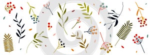 Bundle of isolated botanical design elements in flat style. Vector set of simple twigs, leaves and sprigs with berries. Colored