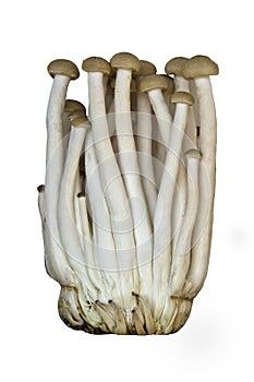 Bundle of long stemmed mushrooms