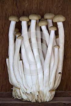 Bundle of long stemmed mushrooms