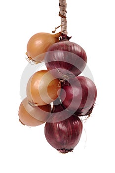 Bundle of onion bulbs isolated