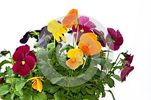 Bundle of pansies on isolating background