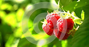 Bundle of raspberries hang on bush.