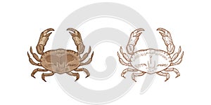 Bundle of realistic colored and monochrome drawings of dungeness crab. Aquatic animal or marine shellfish isolated on