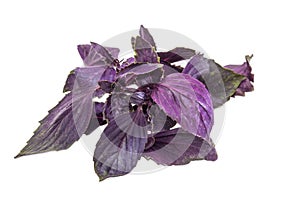 Bundle of red basil on a light background