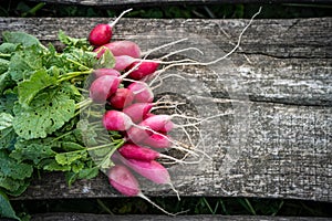 Bundle of red radish on gray wooden background