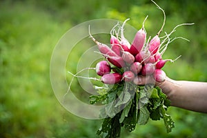 Bundle of red radish in hand