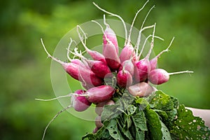 Bundle of red radish in hand