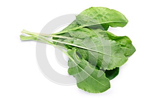 Bundle of Sorrel Rumex acetosa, paths