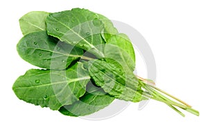 Bundle of Sorrel Rumex acetosa, paths