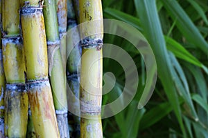 Bundle of sugarcane plant just harvested