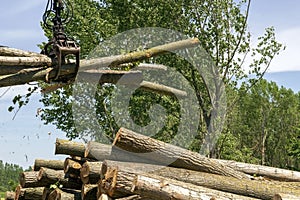 Bundle Of Tree Logs In A Crane Grabber