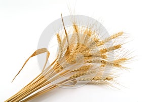 Bundle of Wheat