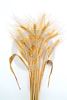Bundle of Wheat