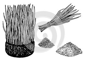 Bundle of wheat grass and cocktail of juice wheat grass. Barley grass and powder sketch drawing. Vector hand drawn