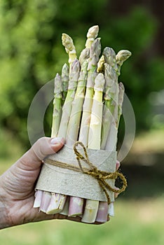 Bundle of white asparagus in famer`s hand