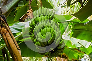 Bundle of young green bananas growing in the tropical forest at the island