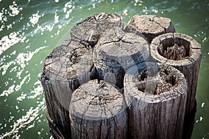 Bundled wooden boat dock pilings in green water of Lake Michigan in February