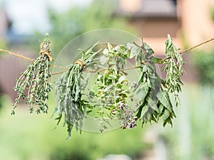 Bundles of flavoured herbs drying on the open air. Nature background