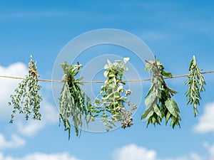 Bundles of flavoured herbs drying on the open air. Sky background. photo