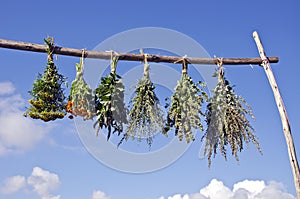 Bundles of fresh medical herbs hanged to dry on wooden stick