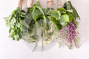 Bundles of fresh medicinal plants on the table