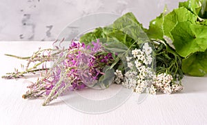 Bundles of fresh medicinal plants on the table