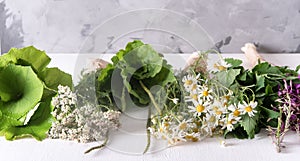 Bundles of fresh medicinal plants on the table