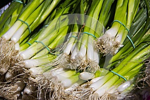 Bundles of green scallions