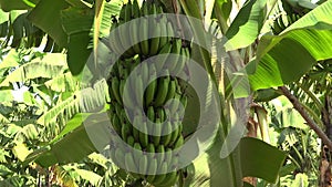 Bundles of Green Unripe Fresh Bananas Growing on a Banana Tree