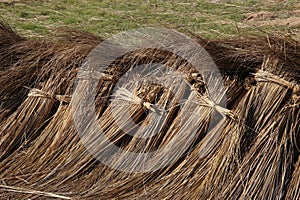 Bundles harvested reed are drying