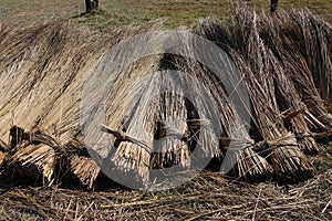 Bundles harvested reed are drying