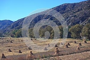 Bundles on hay along road