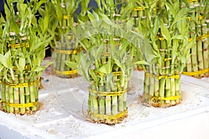 Bundles of Lucky Bamboo wrapped in gold coated wire with roots exposed on table