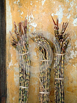 Bundles of raw sugar cane.