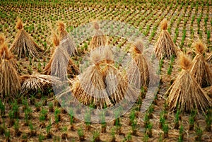 Bundles of rice straw on rice field photo