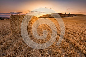 Bundles of straw in a dry field during the summer of Castilla in Spain