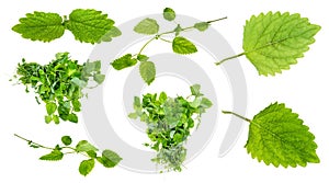 Bundles, twig and leaves of fresh lemon balm plant