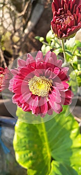 Bunga AK & x28;Flower& x29;