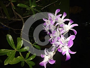 Bunga Anggrek Ungu - Orchid flower