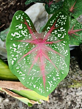 Bunga apa ya namanya